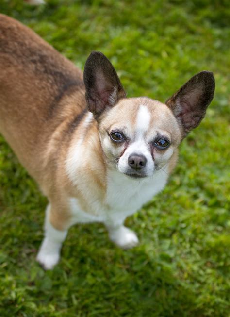 chat chihuahua|British Chihuahua Rescue